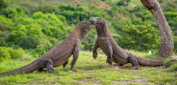 Dragões-de-komodo (Varanus komodoensis ) — Fotografia de Stock