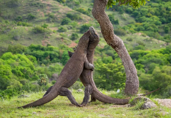 Smoki z Komodo (Varanus komodoensis) — Zdjęcie stockowe