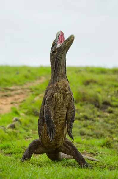 Komodovaraan (Varanus komodoensis) — Stockfoto