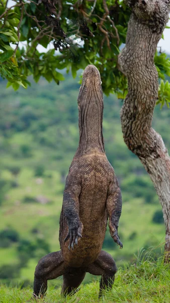 Waran z Komodo (Varanus komodoensis) — Zdjęcie stockowe