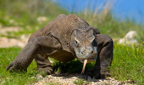 Komodo dragon (Varanus komodoensis) — Stock Photo, Image