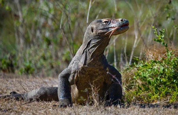 Dragão de komodo (Varanus komodoensis ) — Fotografia de Stock