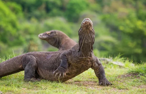 Komododrachen (Varanus komodoensis)) — Stockfoto