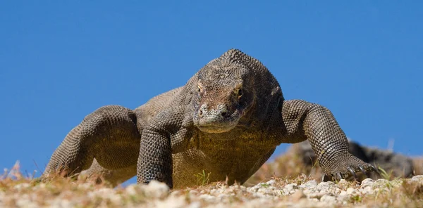 Dragão de komodo (Varanus komodoensis ) — Fotografia de Stock