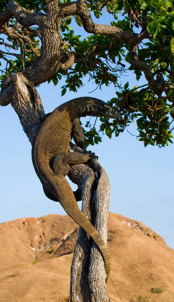 Drago di Komodo (Varanus komodoensis ) — Foto Stock