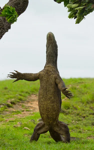 Dragão de komodo (Varanus komodoensis ) — Fotografia de Stock