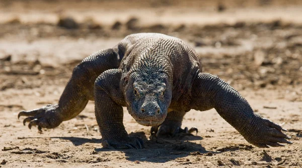 Dragão de komodo (Varanus komodoensis ) — Fotografia de Stock