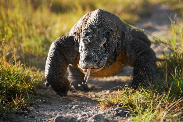 コモドドラゴン (ヴァラヌス komodoensis) — ストック写真