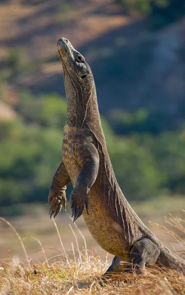 코모도 드래곤 (Varanus komodoensis) — 스톡 사진