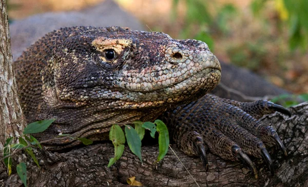 Komodo Dragon (Varanus nebulosus) — Stock fotografie