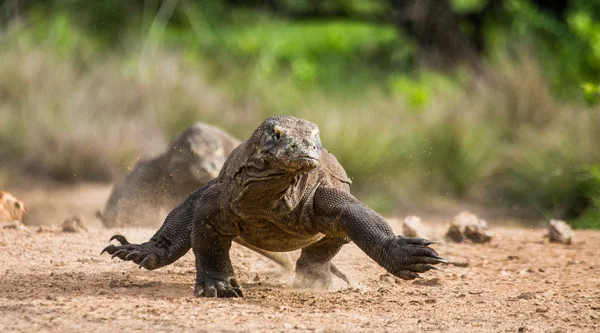 Waran z Komodo (Varanus komodoensis) — Zdjęcie stockowe