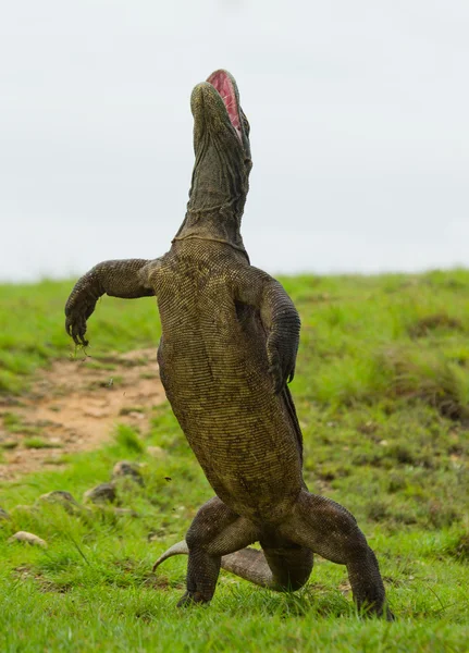 Dragón de Komodo (Varanus komodoensis ) — Foto de Stock