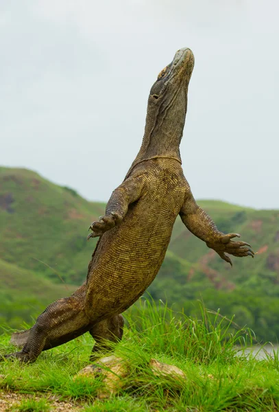 コモドドラゴン (ヴァラヌス komodoensis) — ストック写真
