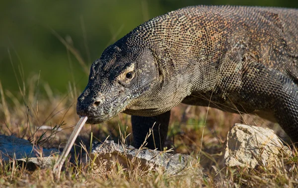 コモドドラゴン (ヴァラヌス komodoensis) — ストック写真