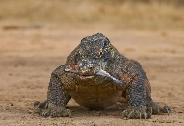 Komododrache (Varanus komodoensis)) — Stockfoto