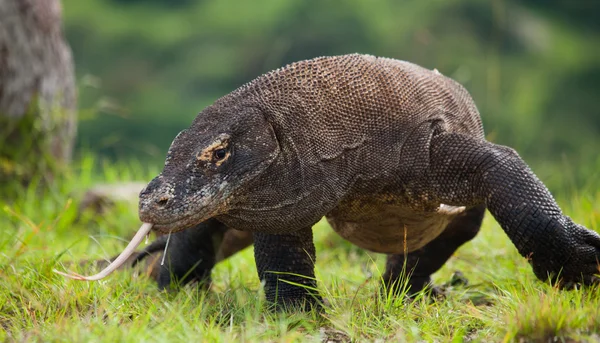 Комодо дракона (Неперевірена komodoensis) — стокове фото