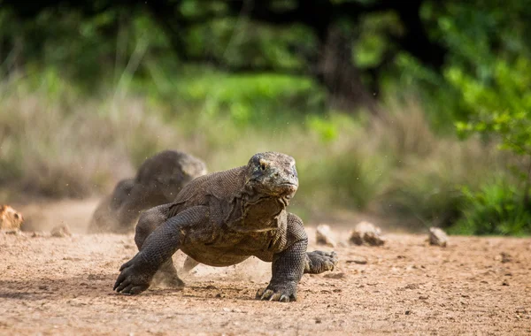 Komododrache (Varanus komodoensis)) — Stockfoto