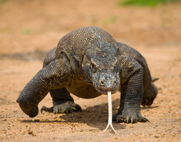 Dragón de Komodo (Varanus komodoensis ) — Foto de Stock