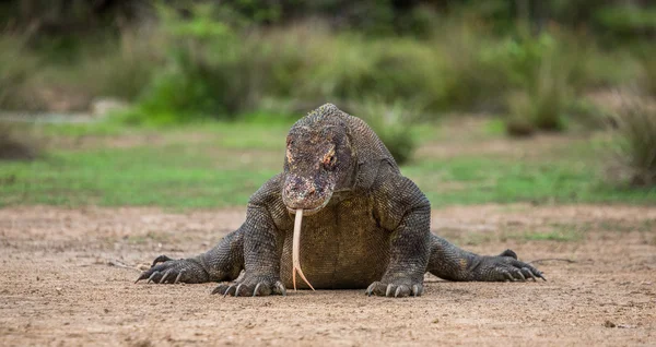 Drago di Komodo (Varanus komodoensis ) — Foto Stock