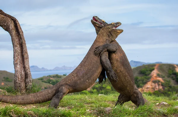 Komodo draci (Varanus nebulosus) — Stock fotografie