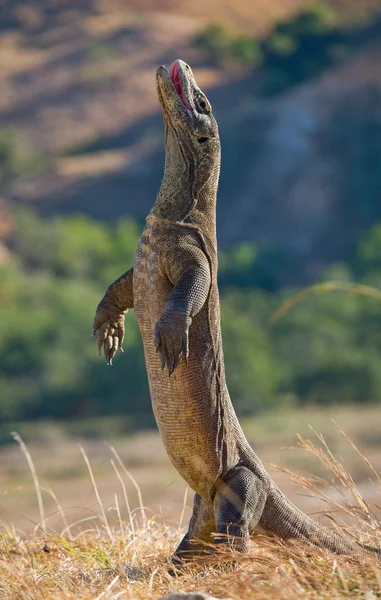 Drago di Komodo (Varanus komodoensis ) — Foto Stock