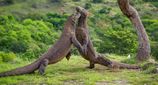 Komododrachen (Varanus komodoensis)) — Stockfoto