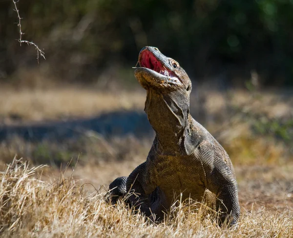 Комодский дракон (Varanus komodoensis ) — стоковое фото