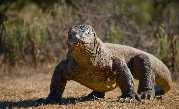 Комодский дракон (Varanus komodoensis ) — стоковое фото