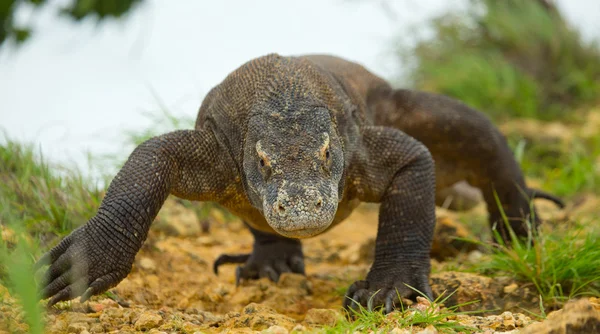 Комодо дракона (Неперевірена komodoensis) — стокове фото