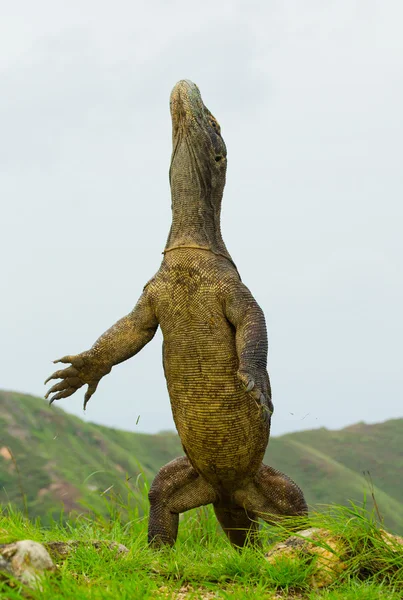 Komododrache (Varanus komodoensis)) — Stockfoto