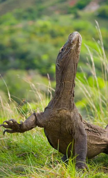 Dragão de komodo (Varanus komodoensis ) — Fotografia de Stock