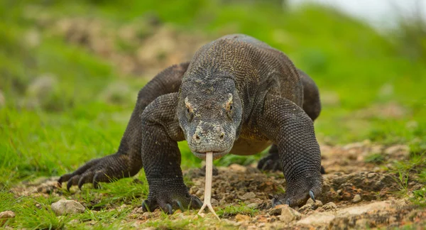 Dragón de Komodo (Varanus komodoensis ) — Foto de Stock