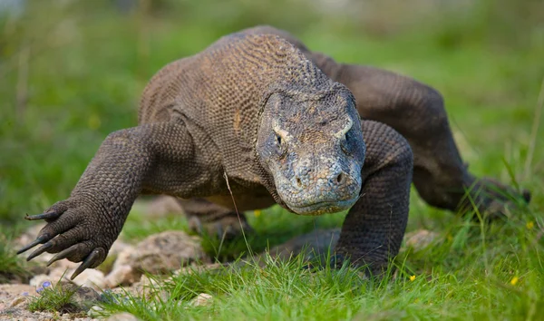 Dragão de komodo (Varanus komodoensis ) — Fotografia de Stock