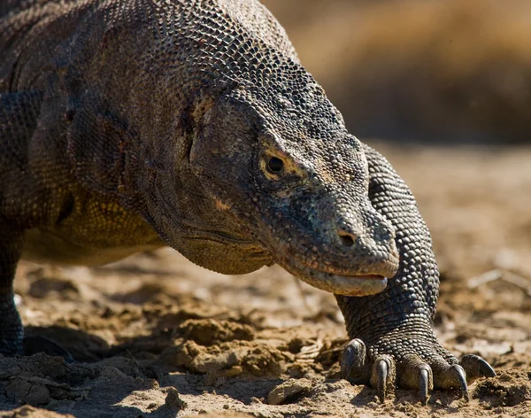 코모도 드래곤 (Varanus komodoensis) — 스톡 사진