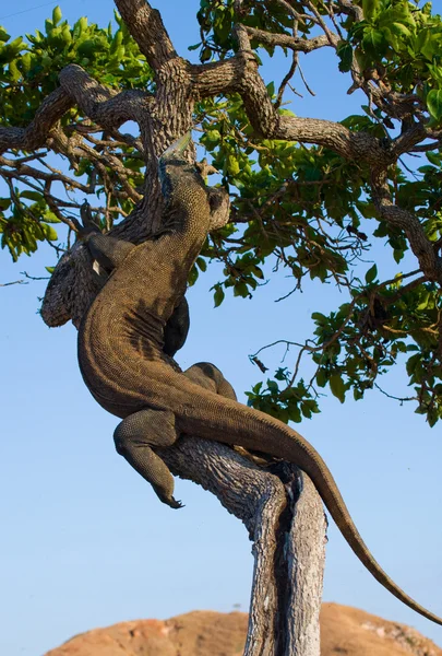 Drago di Komodo (Varanus komodoensis ) — Foto Stock