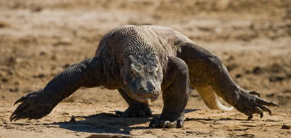 Komodo ejderhası (Varanus komodoensis) — Stok fotoğraf