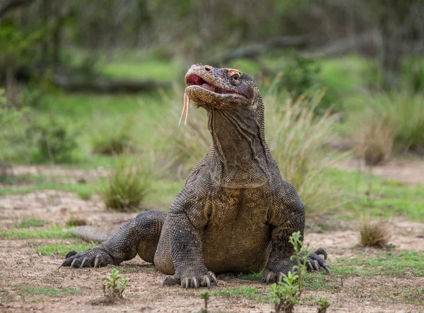 코모도 드래곤 (Varanus komodoensis) — 스톡 사진