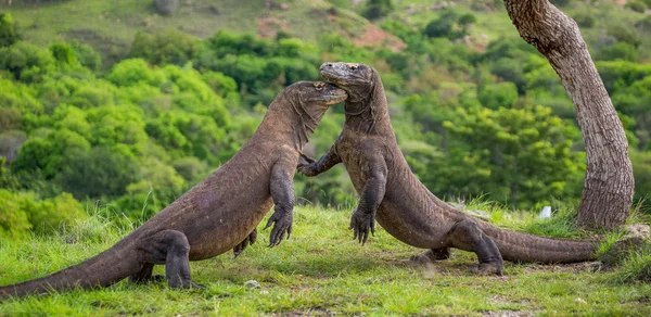 Komododrachen (Varanus komodoensis)) — Stockfoto