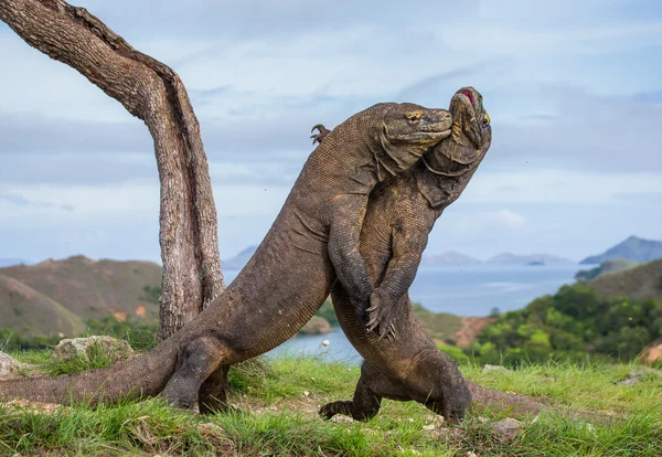 Dragões-de-komodo (Varanus komodoensis ) — Fotografia de Stock