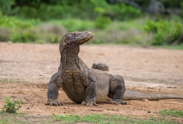 Комодский дракон (Varanus komodoensis ) — стоковое фото