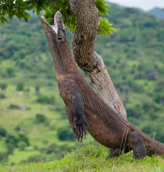 Komodo Dragon (Varanus nebulosus) — Stock fotografie