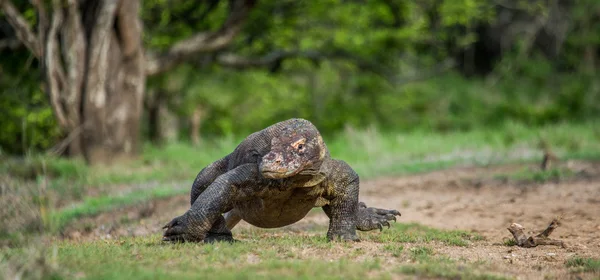 Komododrache (Varanus komodoensis)) — Stockfoto