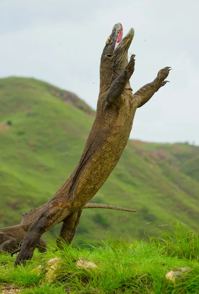 Komododrache (Varanus komodoensis)) — Stockfoto