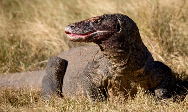 Комодский дракон (Varanus komodoensis ) — стоковое фото