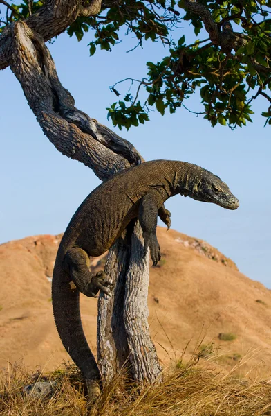 Dragón de Komodo (Varanus komodoensis ) — Foto de Stock