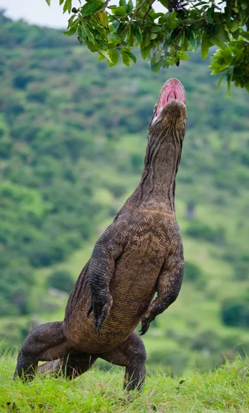 Dragon de Komodo (Varanus komodoensis) ) — Photo