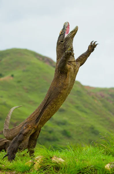 Dragão de komodo (Varanus komodoensis ) — Fotografia de Stock