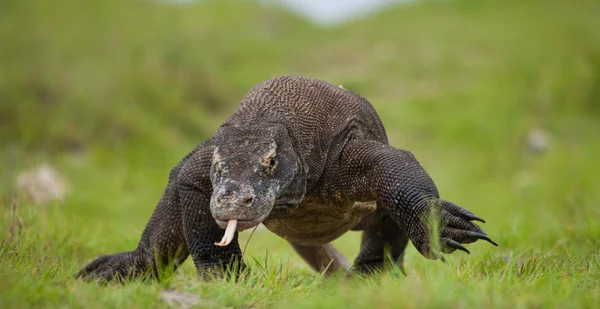 Komodo ejderhası (Varanus komodoensis) — Stok fotoğraf