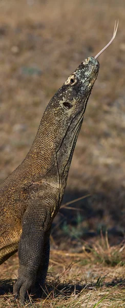 Komodói sárkány (Varanus komodoensis)) — Stock Fotó