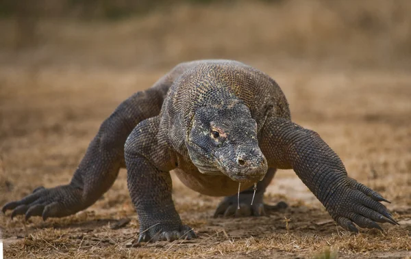 Комодский дракон (Varanus komodoensis ) — стоковое фото